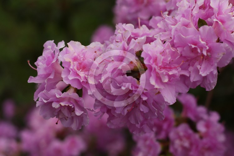 Pink flowers