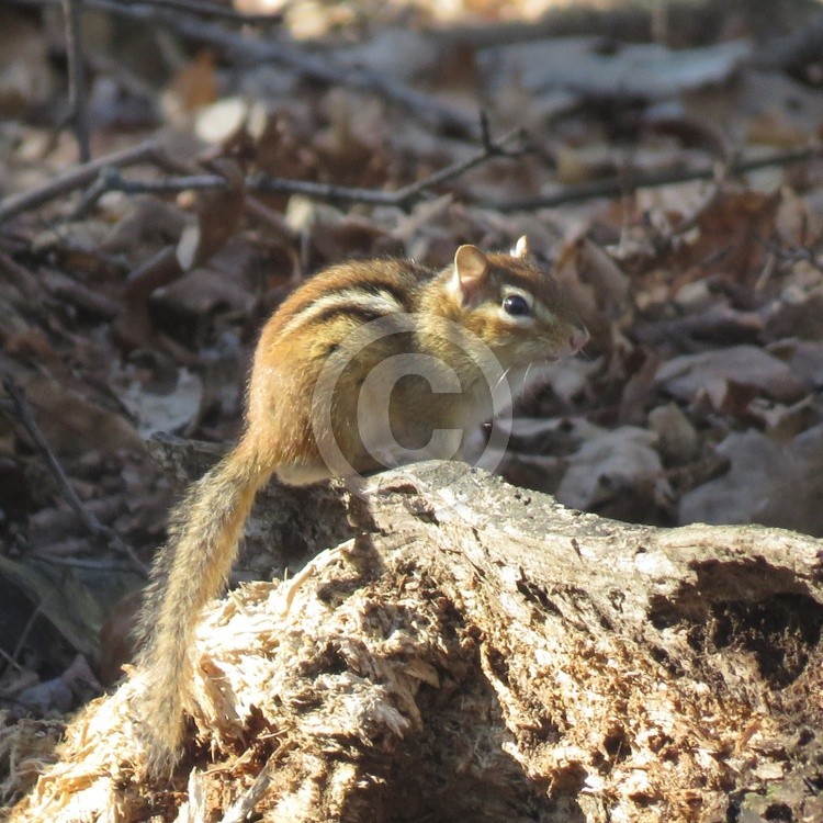 Chipmunk