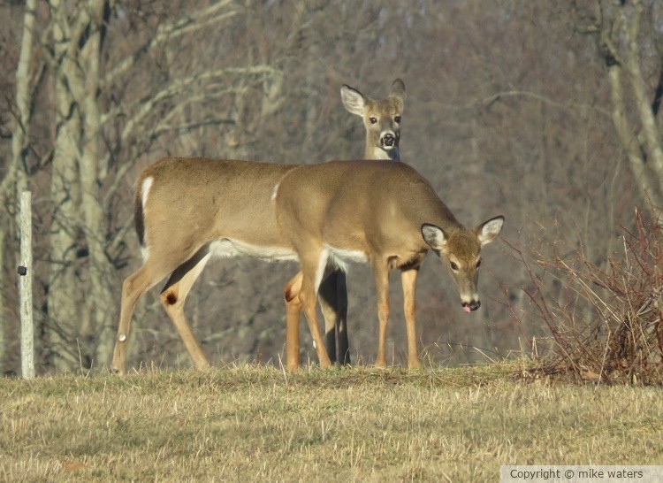 Two deer
