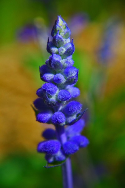 Larkspur