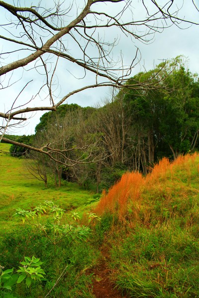 Farm Track