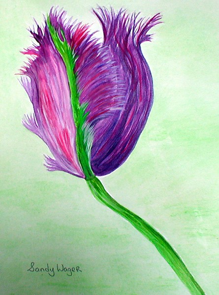 Tulip 1