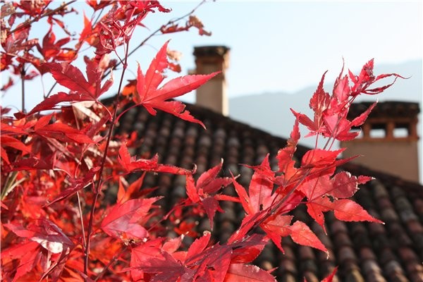 *colors of autumn*
