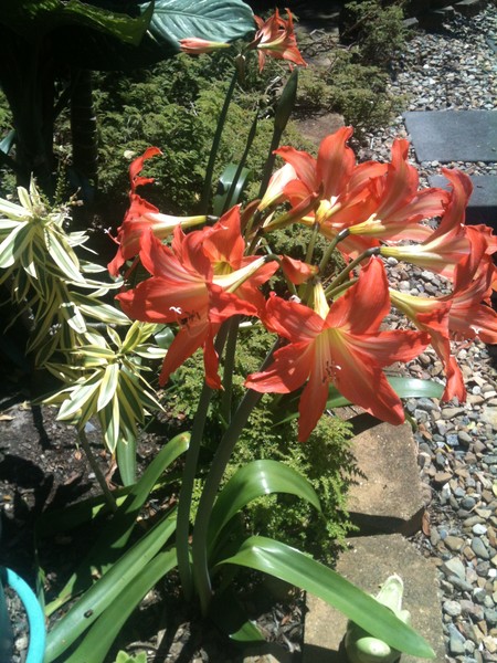 in my garden!