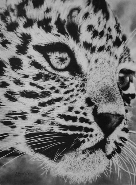 Young Leopard Close Up