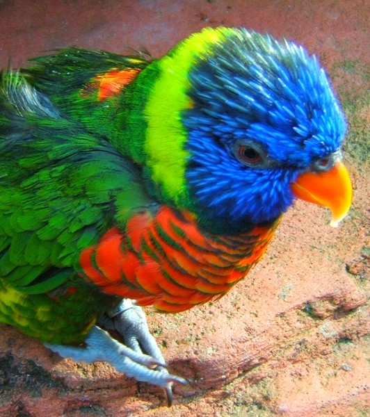 Lory