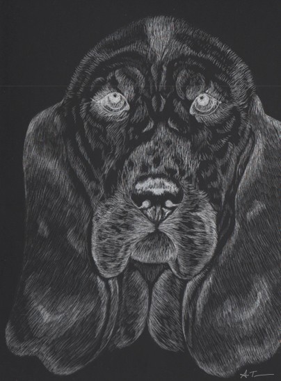 Bassett Hound