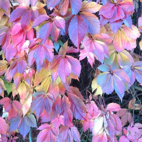 Autumn