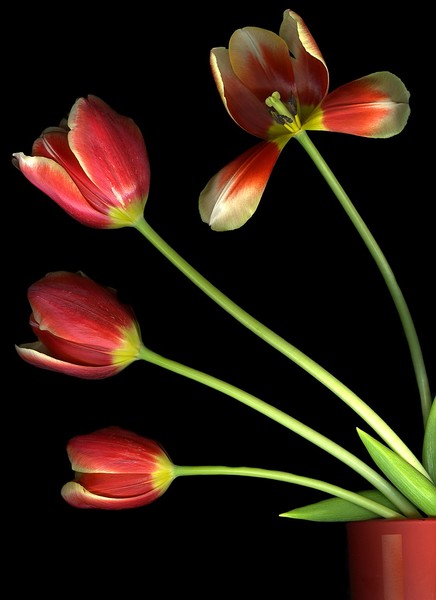 Pot O'Tulips