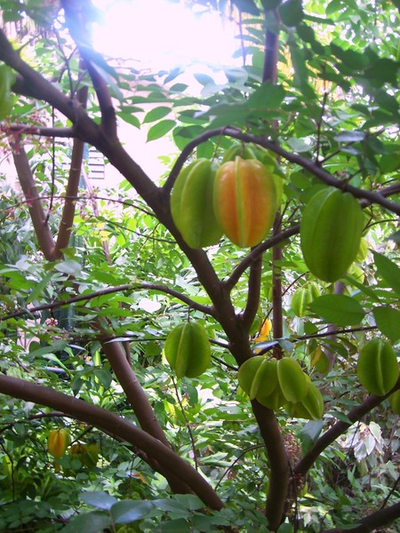 fruit tree in my farm.. the name carambola or frui
