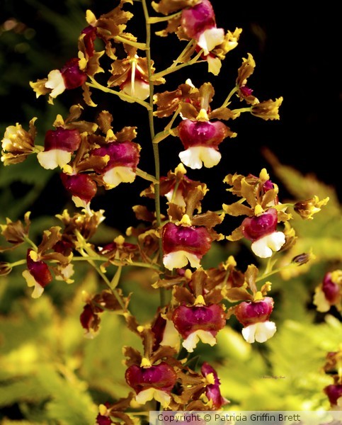 Orchid Study IX