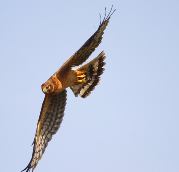 Hawk in flight.