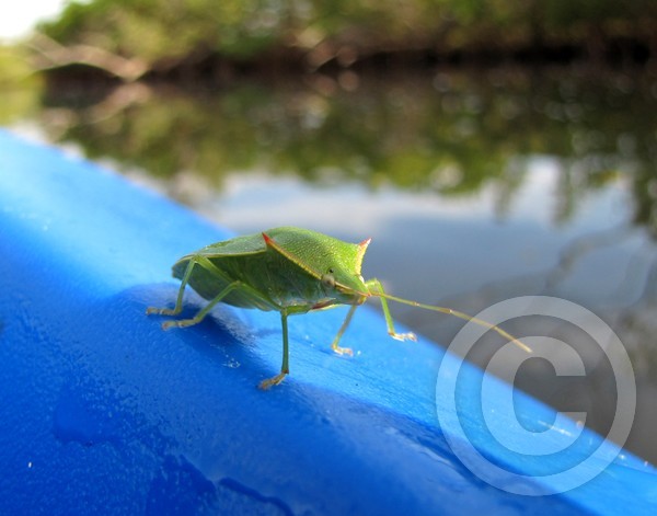 Hitchhiking Stinkbug!