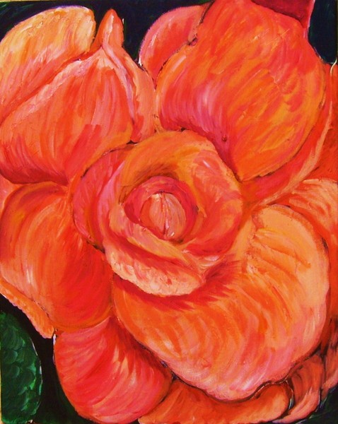 Begonia