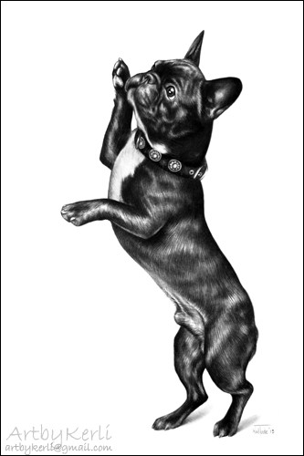 Frenchie