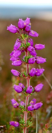 HEATHER