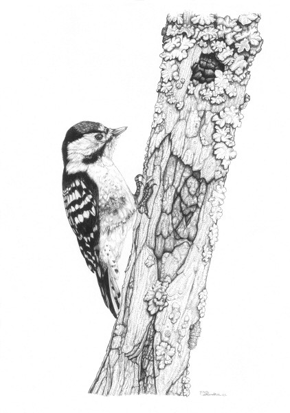 Lesser Spotted Woodpecker