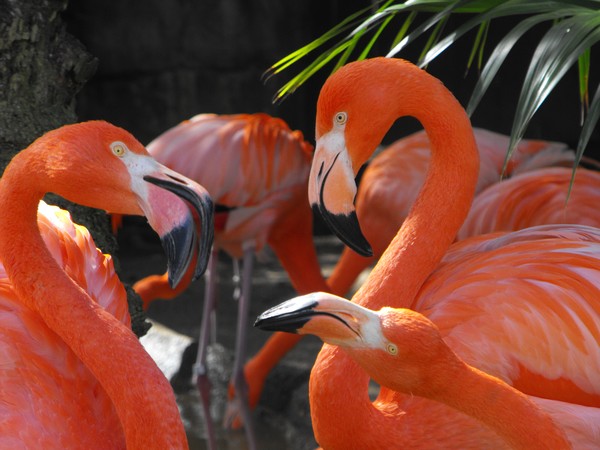 Gossip 