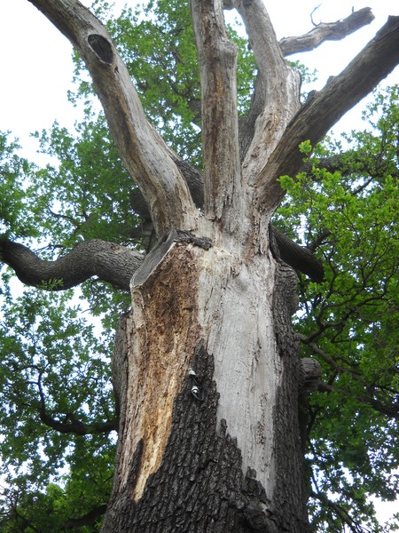 Gorgeous Dried Tree.