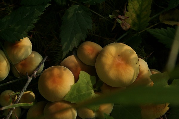 Picture_016
