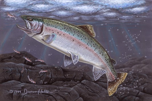 Untitled - Steelhead