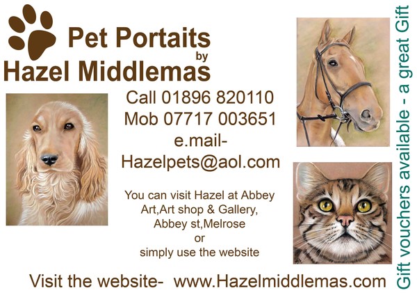 Pet Portraits