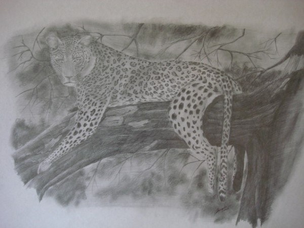 leopard