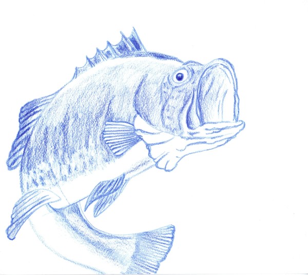 fish
