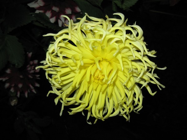 Dahlia Sun