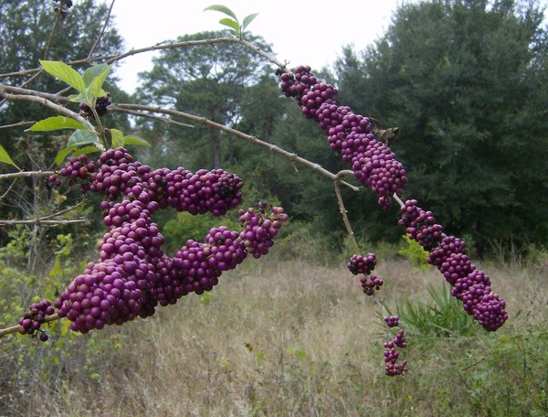 purple berries on a branch