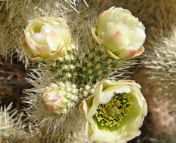 Cactus Bloom