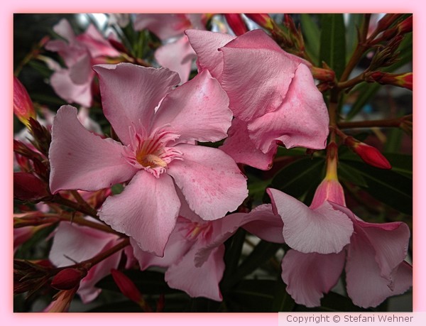 blooming oleander