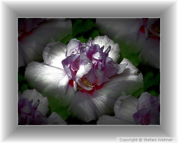Hibiscus Glow