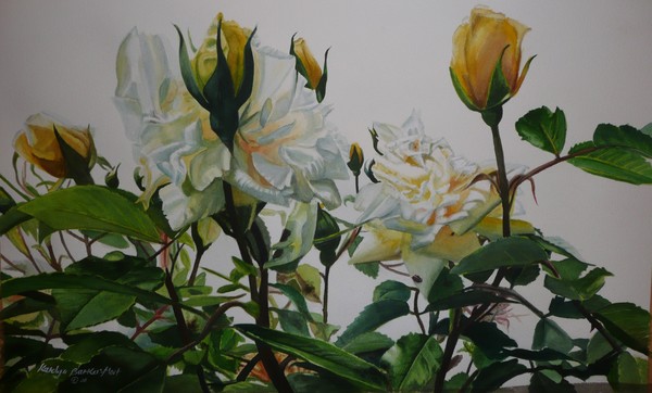 white roses