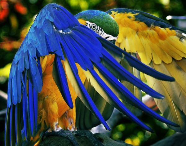 PARROT SCISSORHANDS