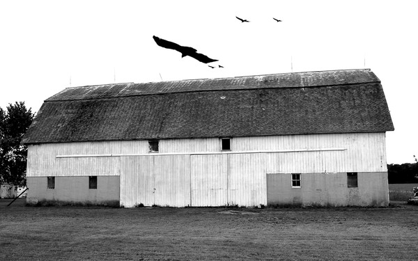 Barn Birds
