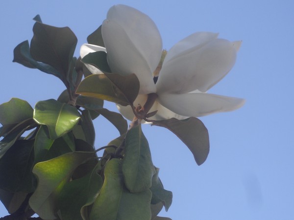 Magnolias