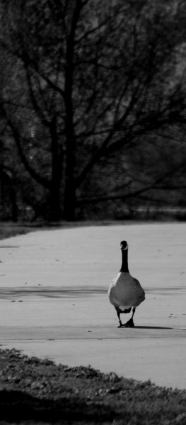 Goose on sidewalk