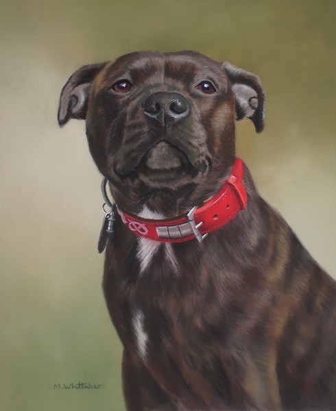 Staffordshire Bull Terrier