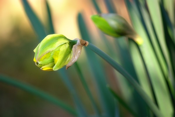 Daffodil