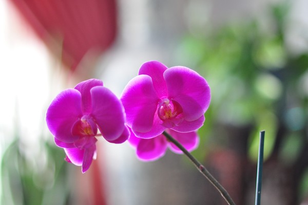 Orchid