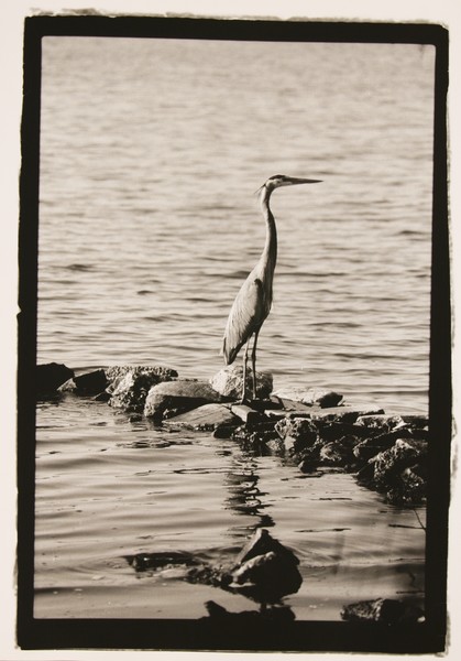 Bird on the Rocks