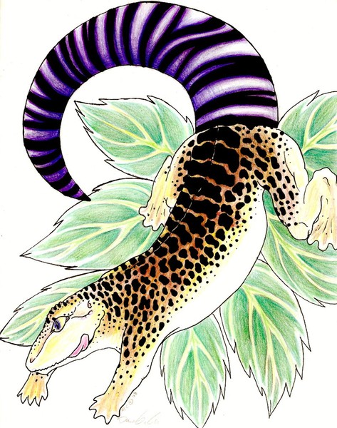 Leopard Spots