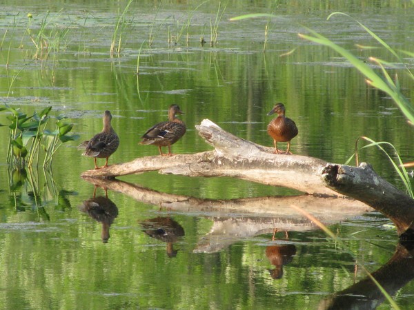 ducks