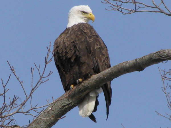Eagle