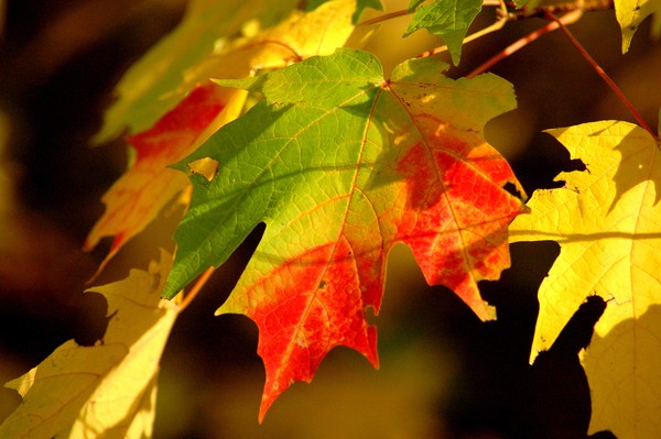 Great Fall 