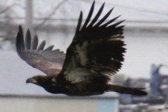 Eagle