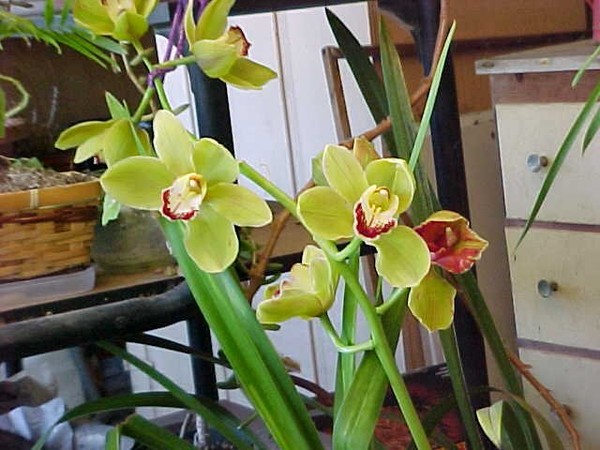 Orchids