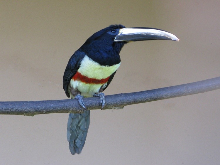 Bird001