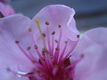Plum Crazy
